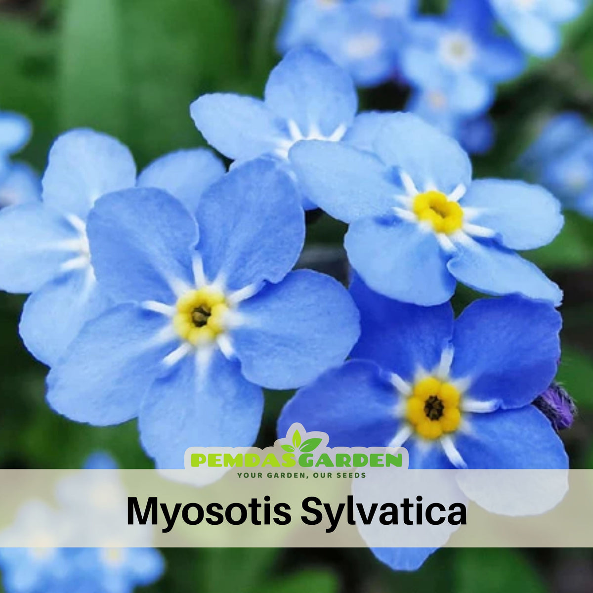 Myosotis (Forget-Me-Not) Seeds - Bee Friendly, Attracts Butterflies