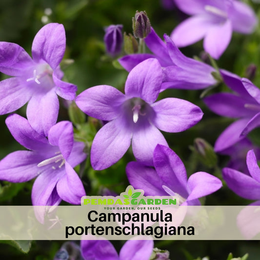 Campanula Portenschlagiana Seeds - Bellflowers Seeds, 20 seeds