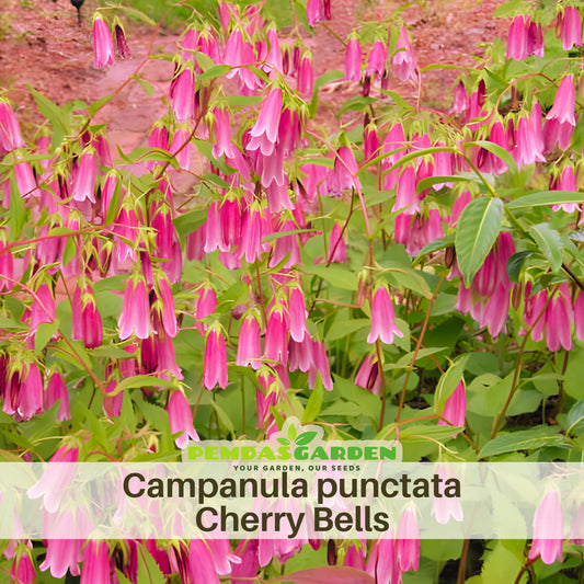 Cherry Bells Campanula Punctata Bellflowers Seeds, 20 seeds
