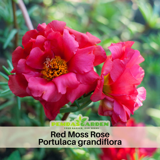 Rose Moss 'Tequila' Portulaca Grandiflora Seeds, 30 seeds