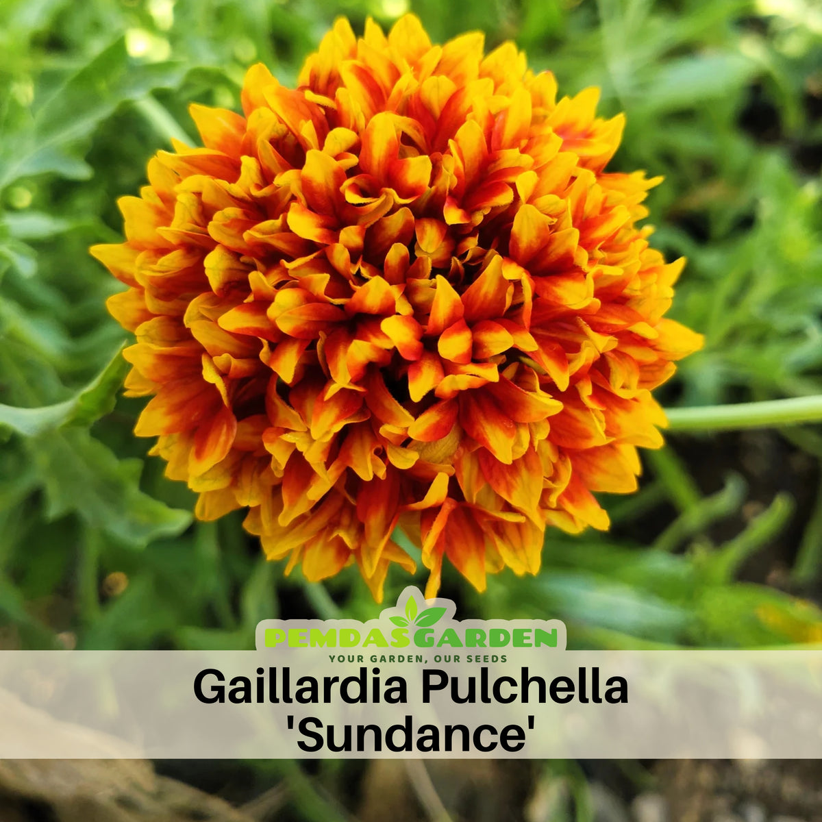 Pulchella 'Sundance' Gaillardia Seeds - Blanket Flower, 20 seeds