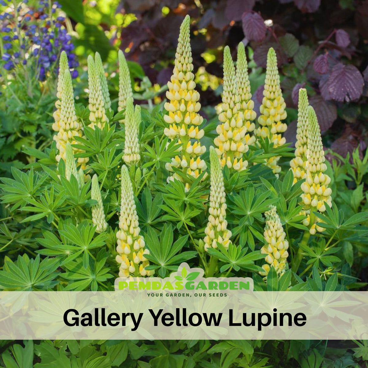 Gallery Yellow Lupine Seeds - Bluebonnet