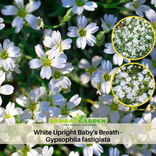 White Upright Baby's Breath Seeds - Delicate Blooms, 30 seeds