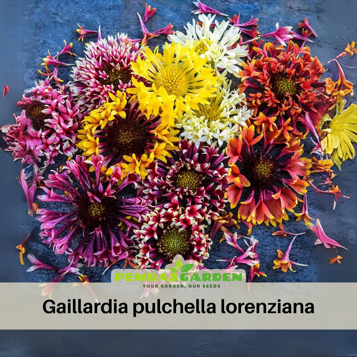 Gaillardia Pulchella Lorenziana Seeds - Blanket Flower, 20 seeds