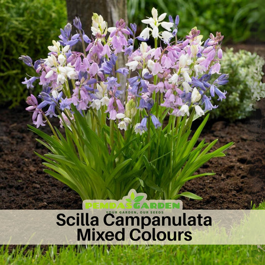 Scilla Campanulata (Spanish Bluebell) Seeds, 20 seeds