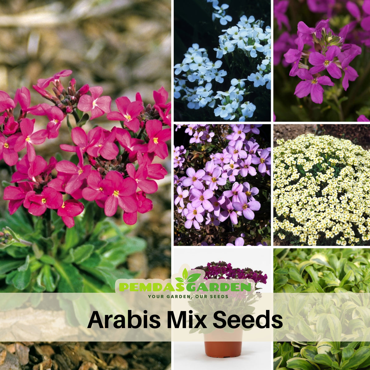 Arabis Mix Seeds - Early Blooming Perennial, 30 seeds