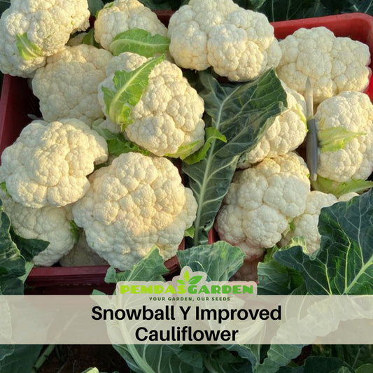 Snowball Y Improved Cauliflower Seeds, 20 seeds