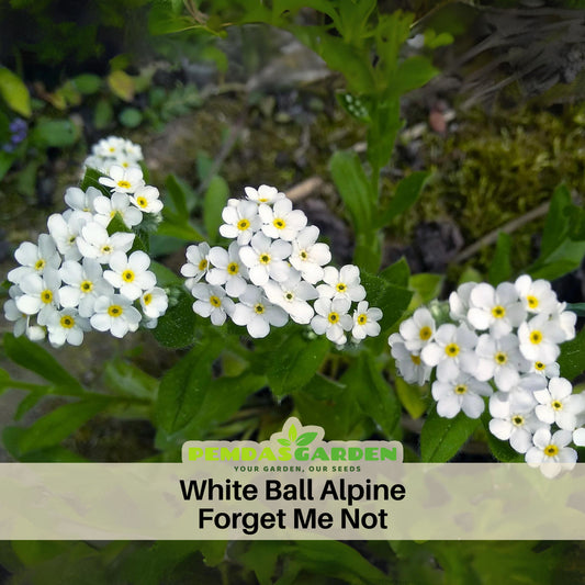 White Ball Alpine Forget-Me-Not Seeds - Bee Friendly
