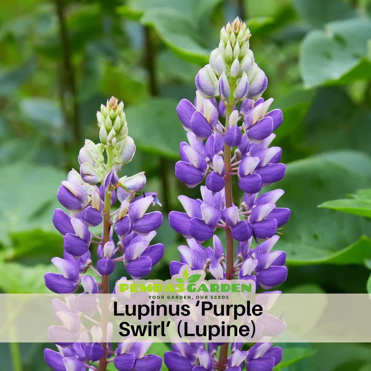 Lupinus ‘Purple Swirl’ (Lupine) Seeds