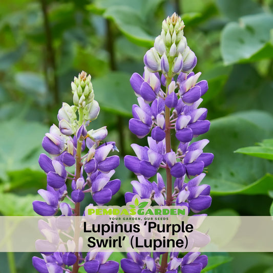 Lupinus ‘Purple Swirl’ (Lupine) Seeds