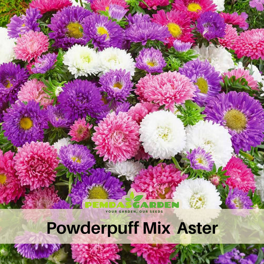 Powderpuff Mix Aster Seeds - Colorful Autumn Blooms, 20 seeds