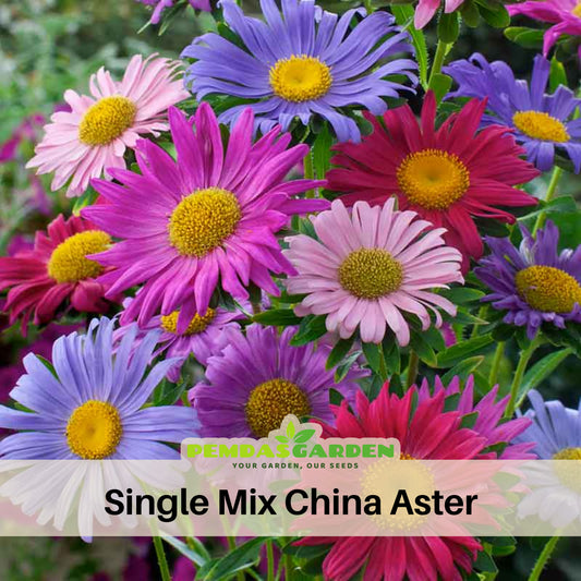 Single Mix Aster Seeds - Colorful Autumn Blooms, 20 seeds