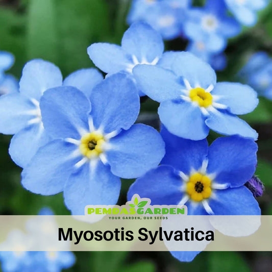 Myosotis (Forget-Me-Not) Seeds - Sylvatica