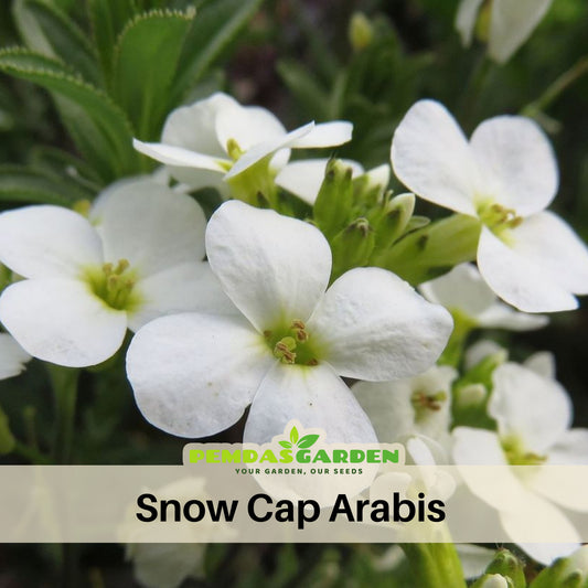 Snow Cap Arabis Seeds - Early Blooming Perennial, 30 seeds