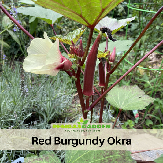 Red Burgundy Okra Seeds - Asian Garden~ Organic, 20 seeds