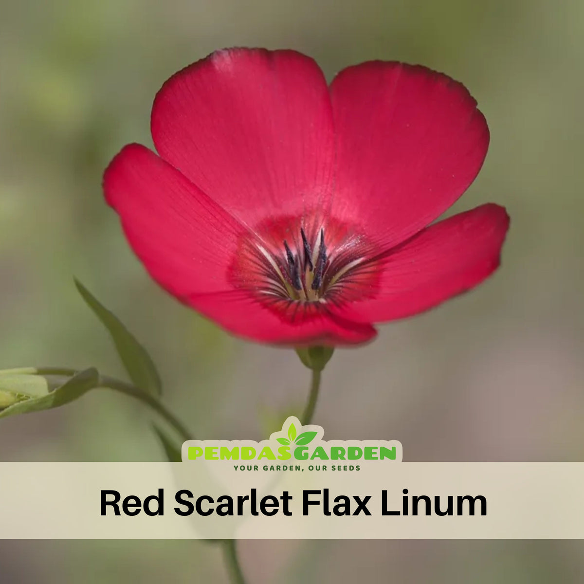 Red Scarlet Flax Linum Seeds, 30 seeds