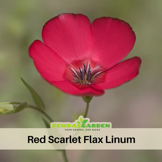 Red Scarlet Flax Linum Seeds, 30 seeds