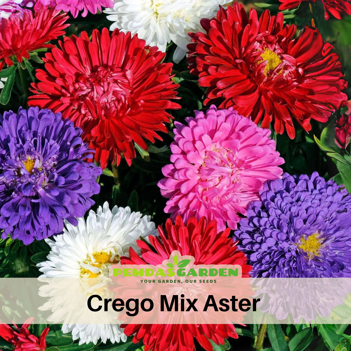 Crego Mix Aster Seeds - Colorful Autumn Blooms, 20 seeds