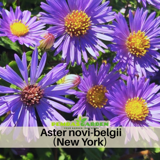 Aster Novi-Belgii (New York Aster) Aster Seeds - Fall Blooms, 20 seeds