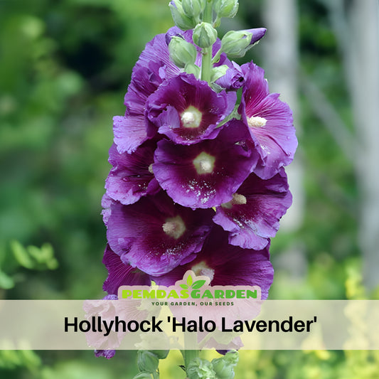 Halo Lavender Hollyhock Seeds - Alcea Rosea Seeds, 20 seeds