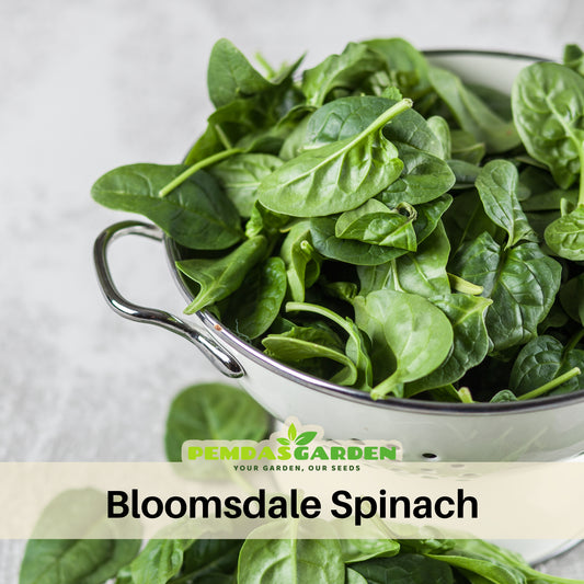 Bloomsdale Spinach Seeds - Asian Garden, Vegetable Seeds, 50 seeds