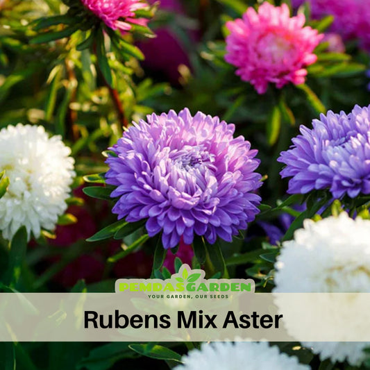 Rubens Mix Aster Seeds (Pompon) - China Aster, 20 seeds