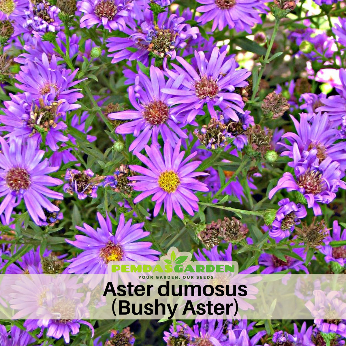 Aster Dumosus(Bushy Aster) Seeds - Colorful Autumn Blooms, 20 seeds