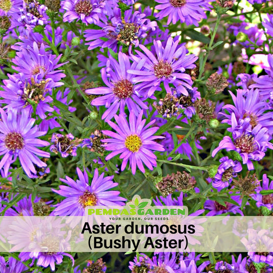 Aster Dumosus (Bushy Aster) Seeds-China Aster - Fall Blooms, 20 seeds