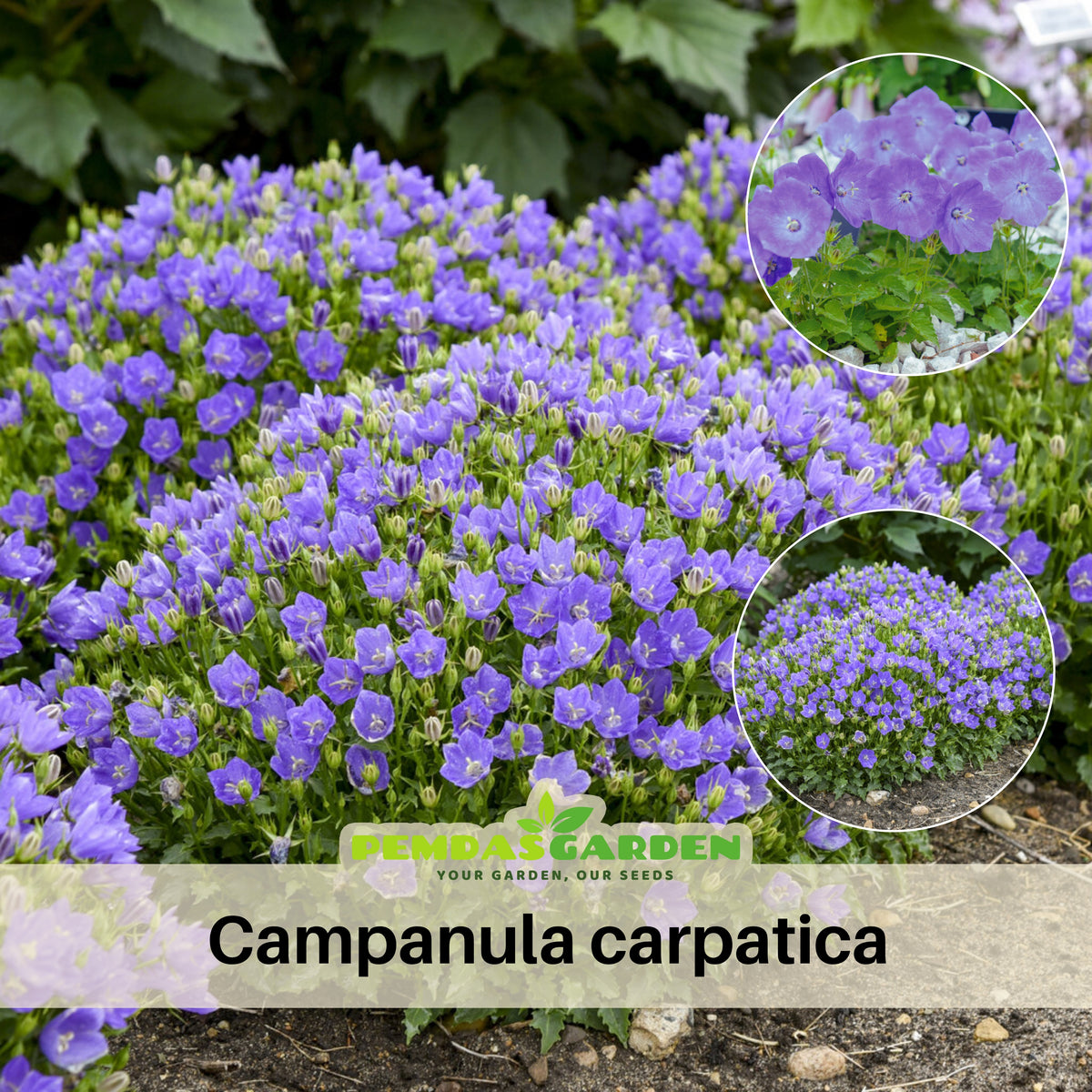 Campanula Carpatica Seeds - Perennial, Perfect for Borders, 20 seeds