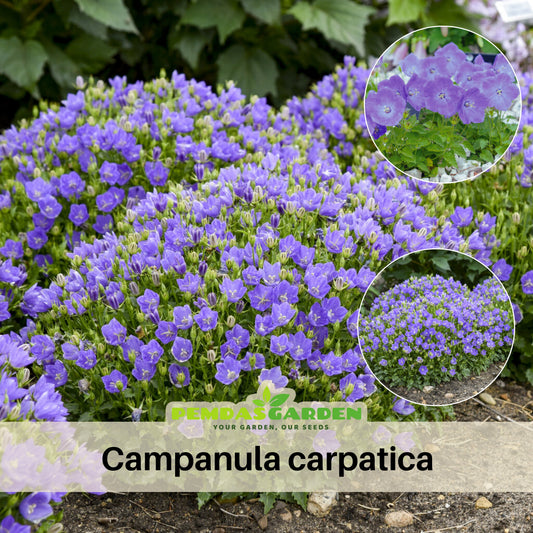 Campanula Carpatica Seeds - Bellflowers Seeds, Perennial, 20 seeds