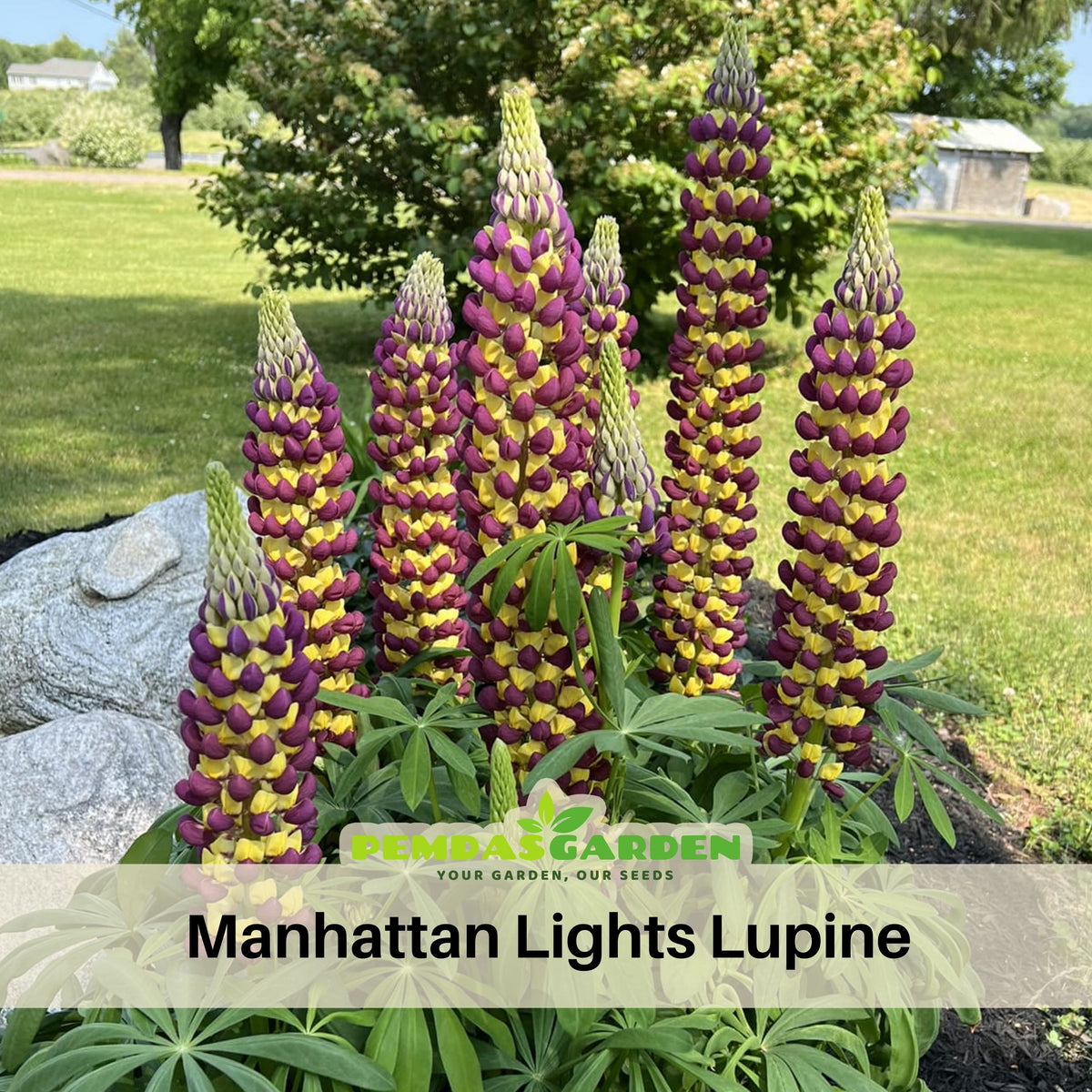 Manhattan Lights Lupine Seeds - Bluebonnet