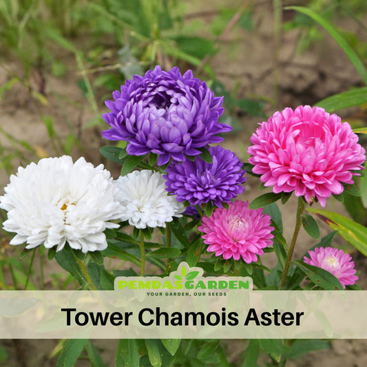 Tower Chamois Seeds - Aster Seeds, China Aster, 20 seeds