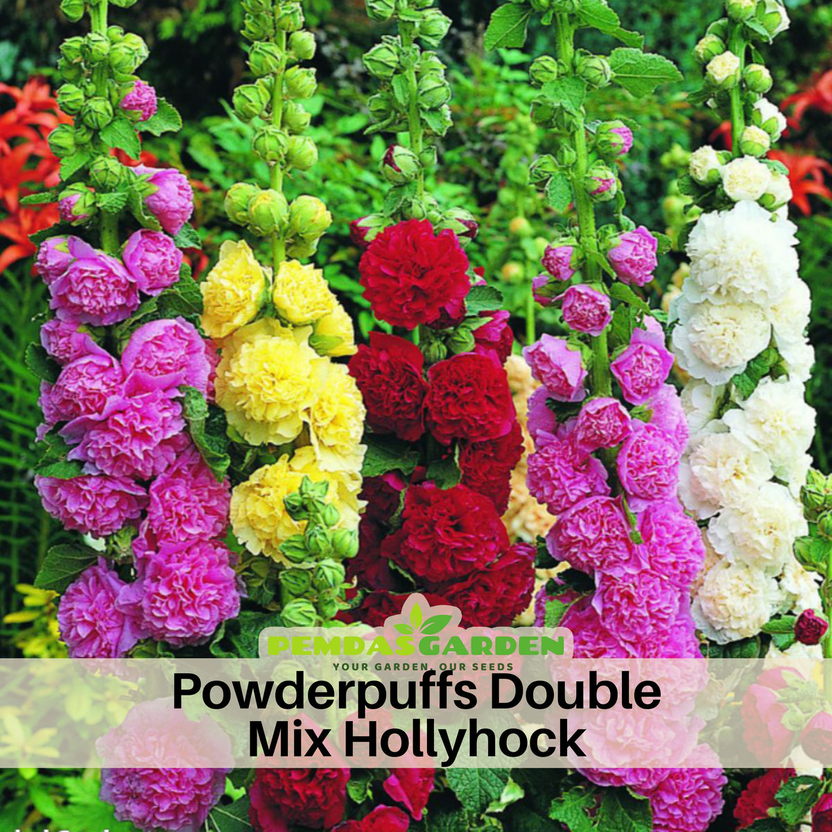 Powderpuffs Double Mix Hollyhock Seeds - Alcea Rosea Seeds, 20 seeds