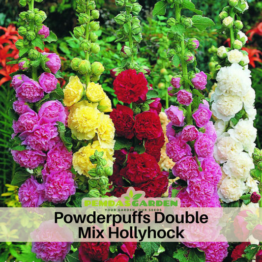 Powderpuffs Double Mix Hollyhock Seeds - Alcea Rosea Seeds, 20 seeds