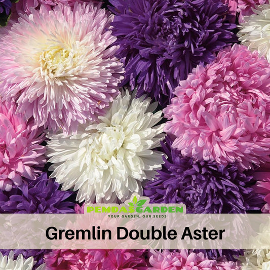 Gremlin Double Aster Seeds - China Aster, 20 seeds