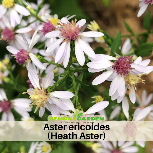 Aster Ericoides (Heath Aster) Aster Seeds - Fall Blooms, 20 seeds
