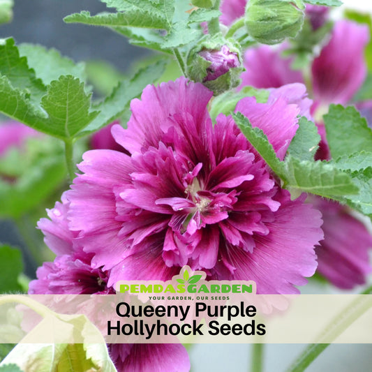 Queeny Purple Hollyhock Seeds - Alcea Rosea Seeds, 20 seeds