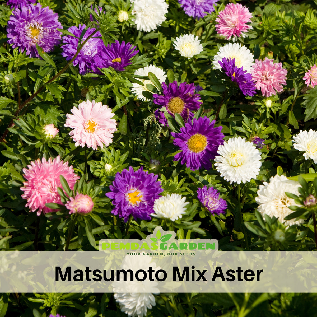 Matsumoto Mix Aster Seeds - Colorful Autumn Blooms, 20 seeds