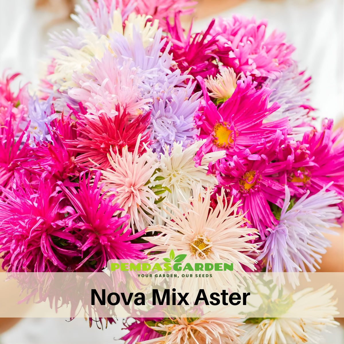 Nova Mix Seeds - Aster Seeds (Needle), China Aster, 20 seeds