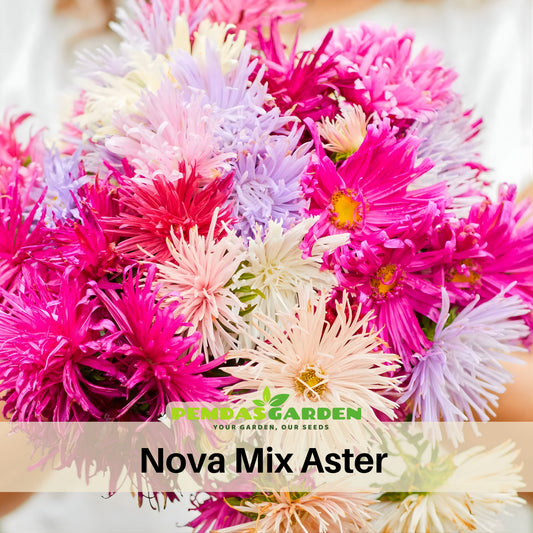 Nova Mix Seeds - Aster Seeds (Needle), China Aster, 20 seeds