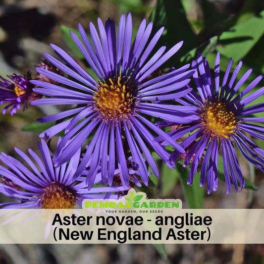 Aster Novae-Angliae (New England Aster) Seeds, 20 seeds