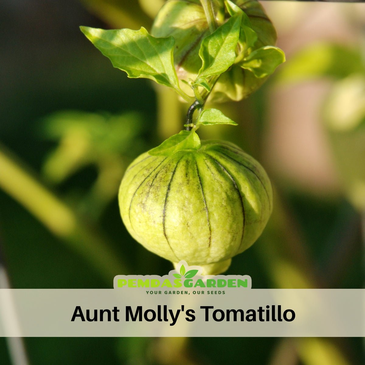 Aunt Molly's Tomatillo Seeds - Physalis Philadelphica, 20 seeds