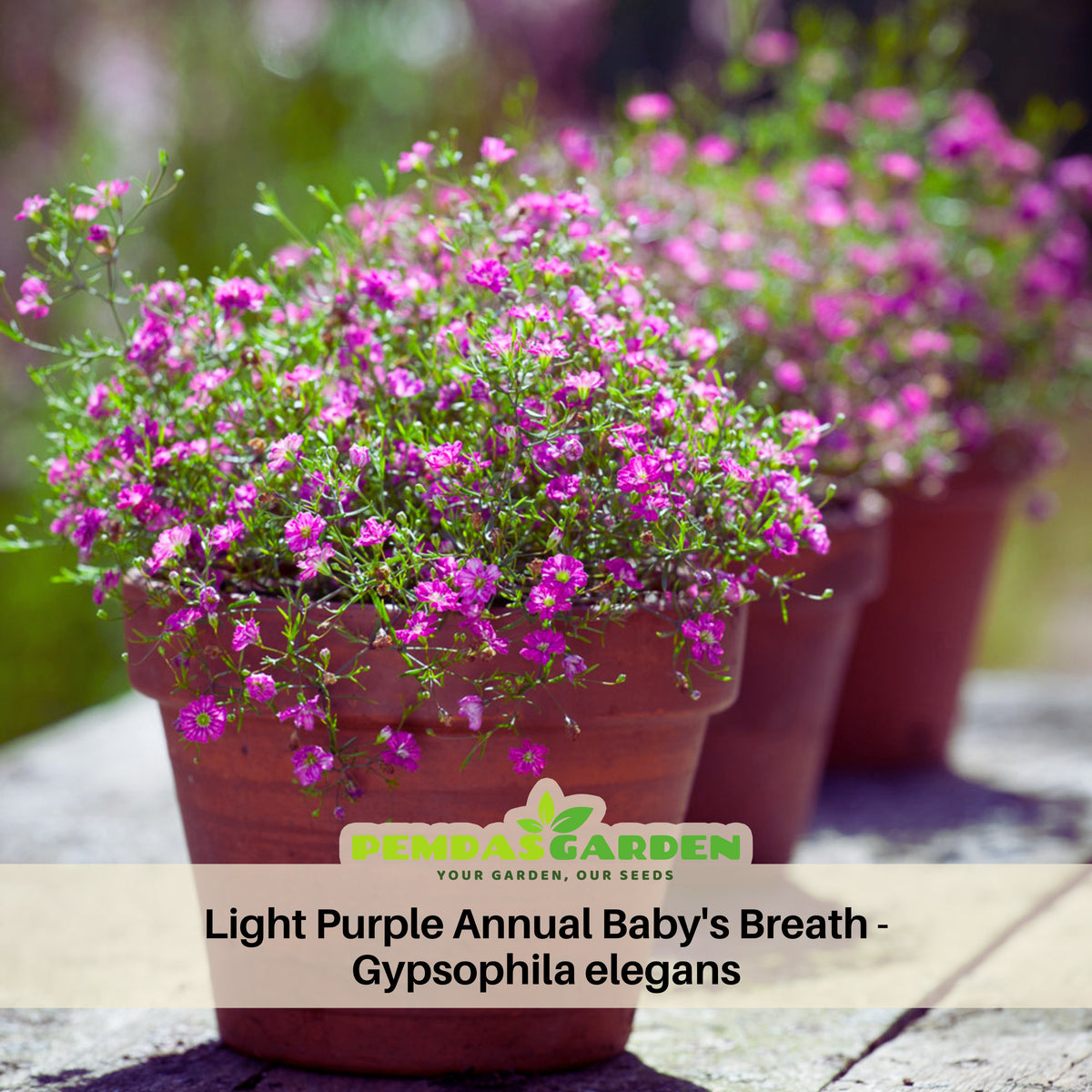 Light Purple Annual Baby's Breath Seeds - Delicate Blooms, 30 seeds