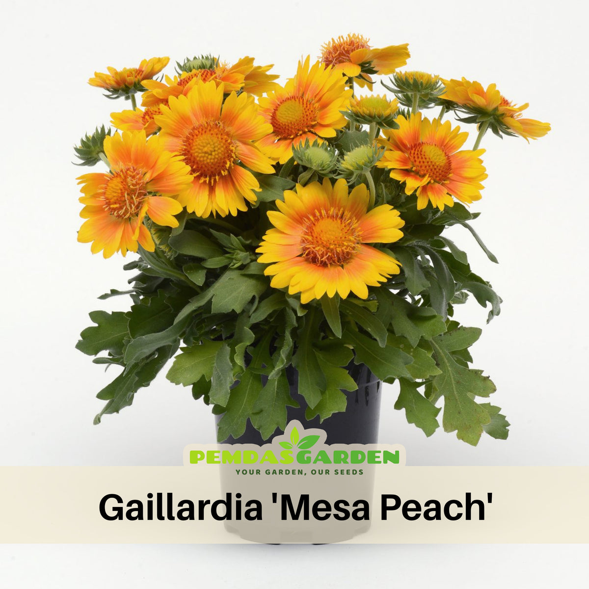Mesa Peach Gaillardia Seeds - Blanket Flower, Vibrant Red, 20 seeds