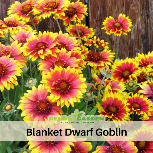 Blanket Flower Seeds - Dwarf Goblin, Vibrant Red, 20 seeds