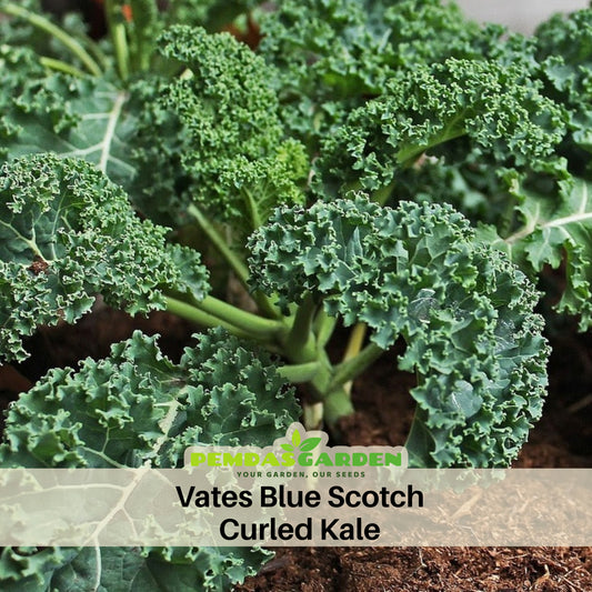 Vates Blue Scotch Curled Kale Seeds - Asian Garden~ Organic, 50 seeds