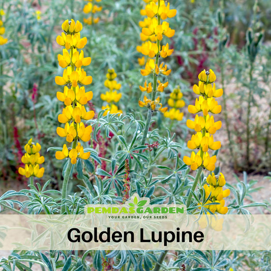 Lupinus Densiflorus (Yellow Or Golden Lupine) Seeds