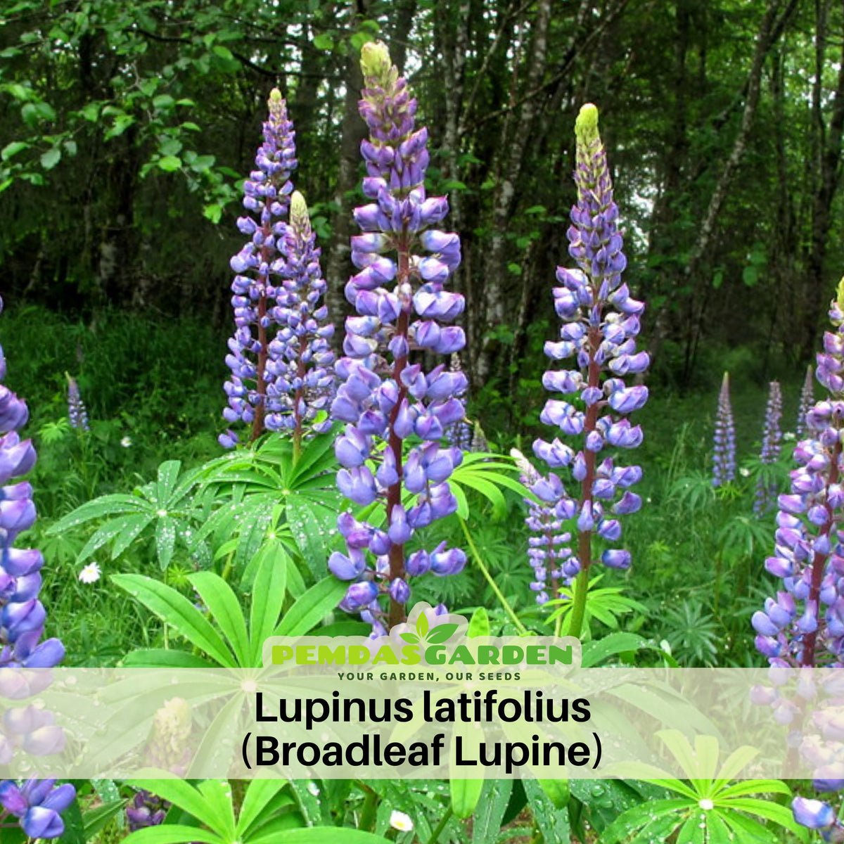 Lupinus Latifolius (Broadleaf Lupine) Seeds, Bluebonnet