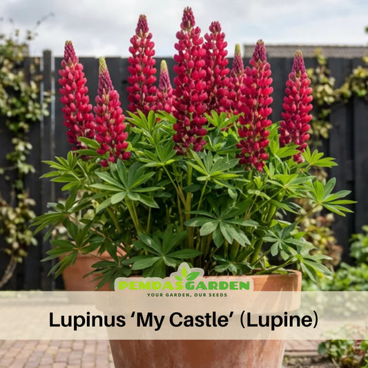 My Castle Lupine Seeds