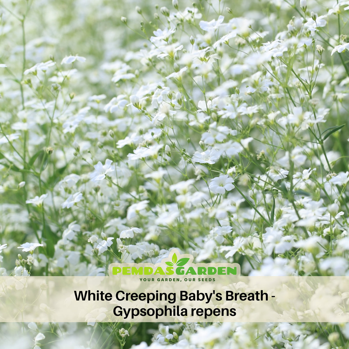 White Creeping Baby's Breath Seeds - Delicate Blooms, 30 seeds